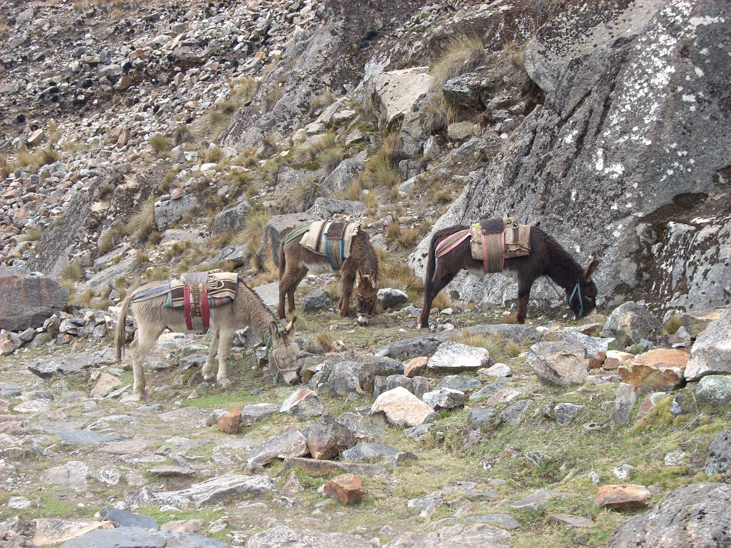 Mulas de carga