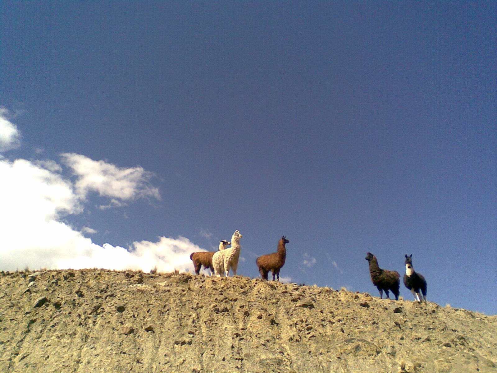 ¿Llamas o Alpacas?