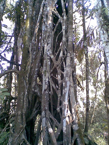 Ficus Estrangulador
